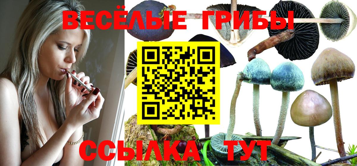 Галлюциногенные грибы Psilocybine cubensis Новодвинск